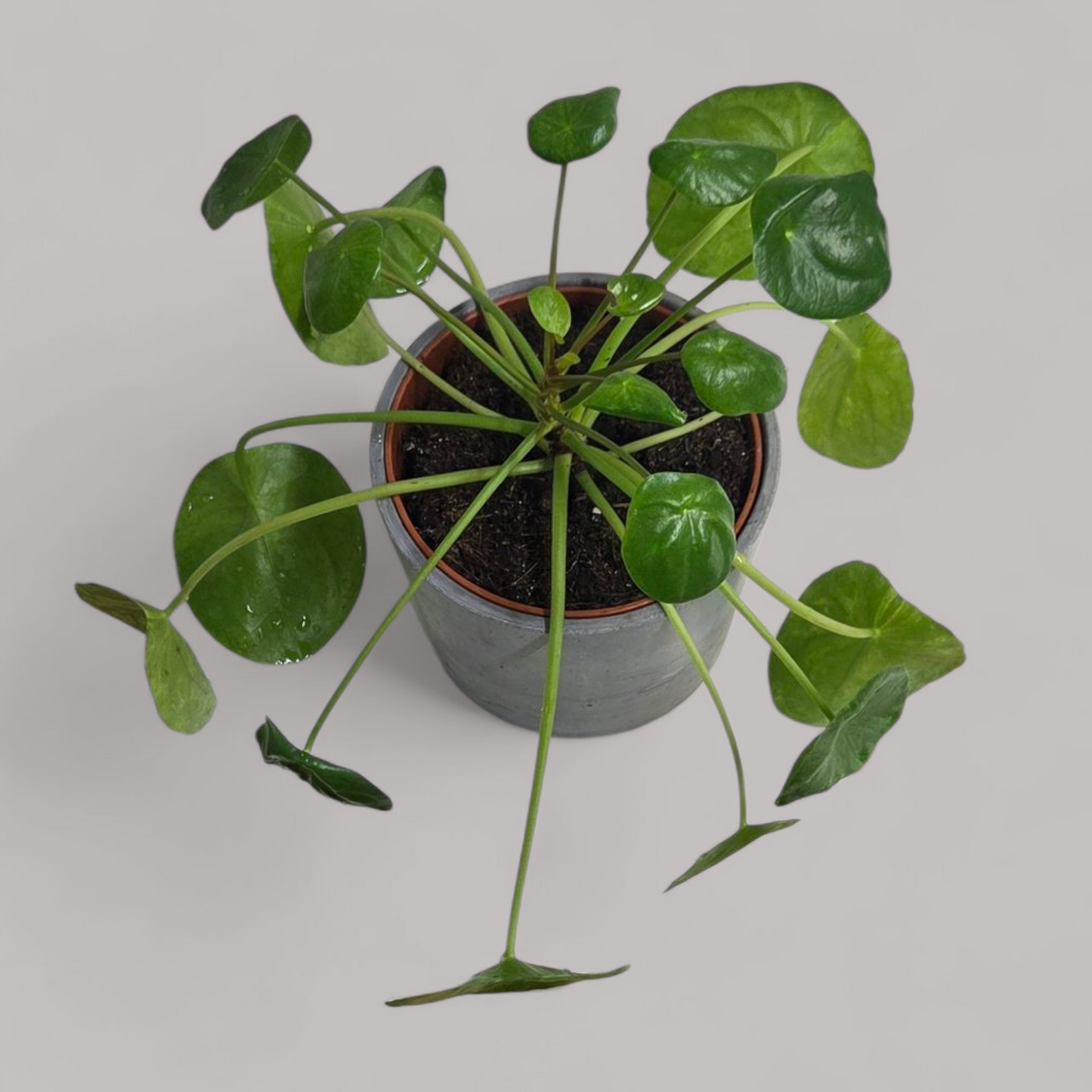 Pilea Peperomioides 'Mojito'