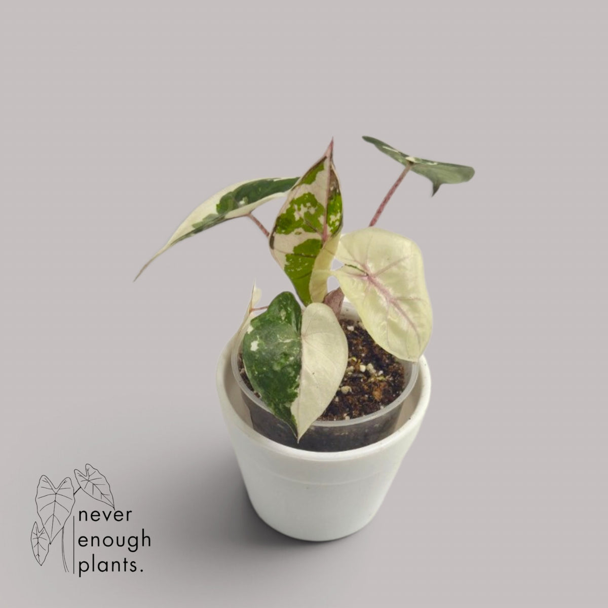 Alocasia Yucatan Princess Albo Variegata