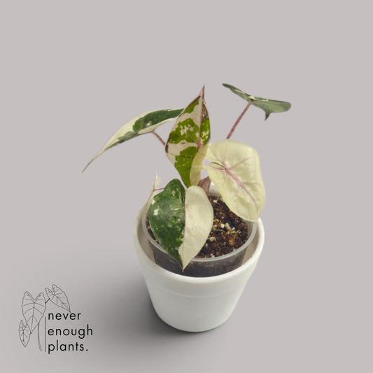 Alocasia Yucatan Princess Albo Variegata