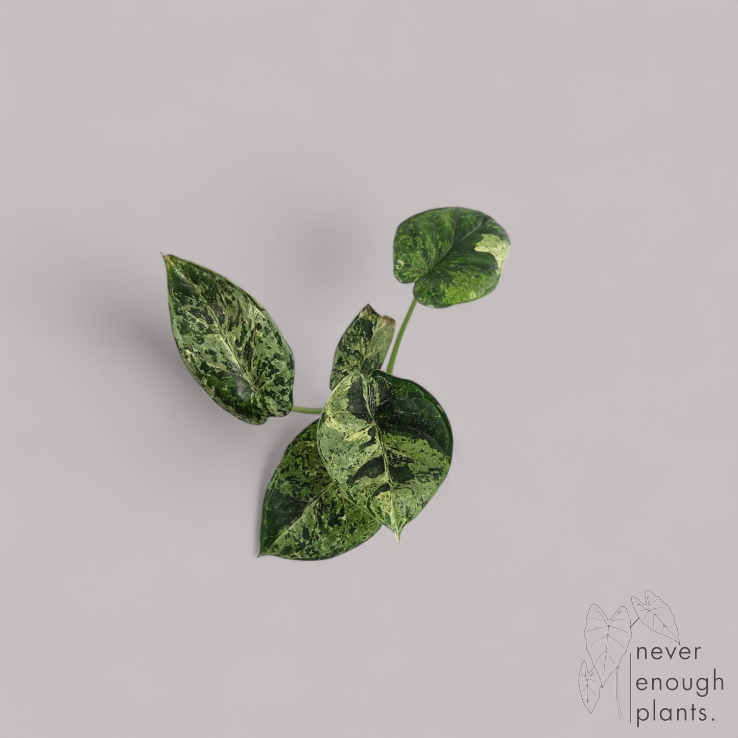 Alocasia Dragon Scale Mint