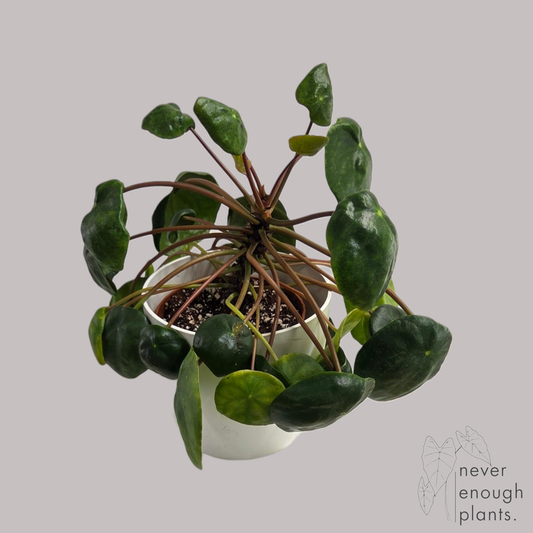 Pilea Peperomioides 'Mojito'