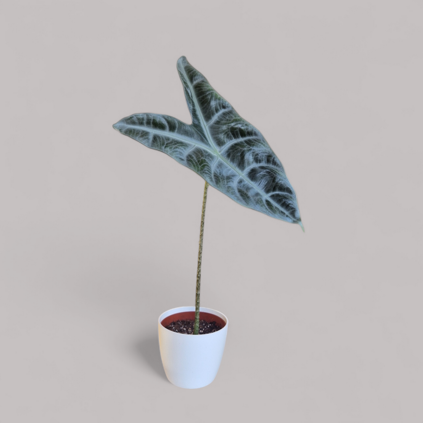 Alocasia Longiloba Silver