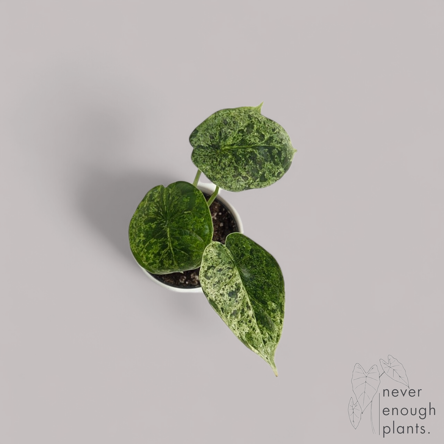 Alocasia Dragon Scale Mint