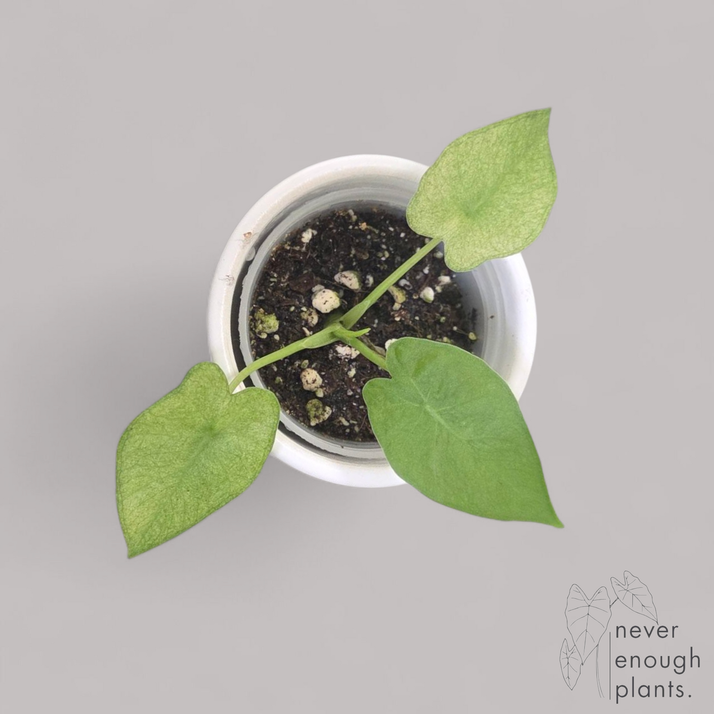 Alocasia Gageana Ghost