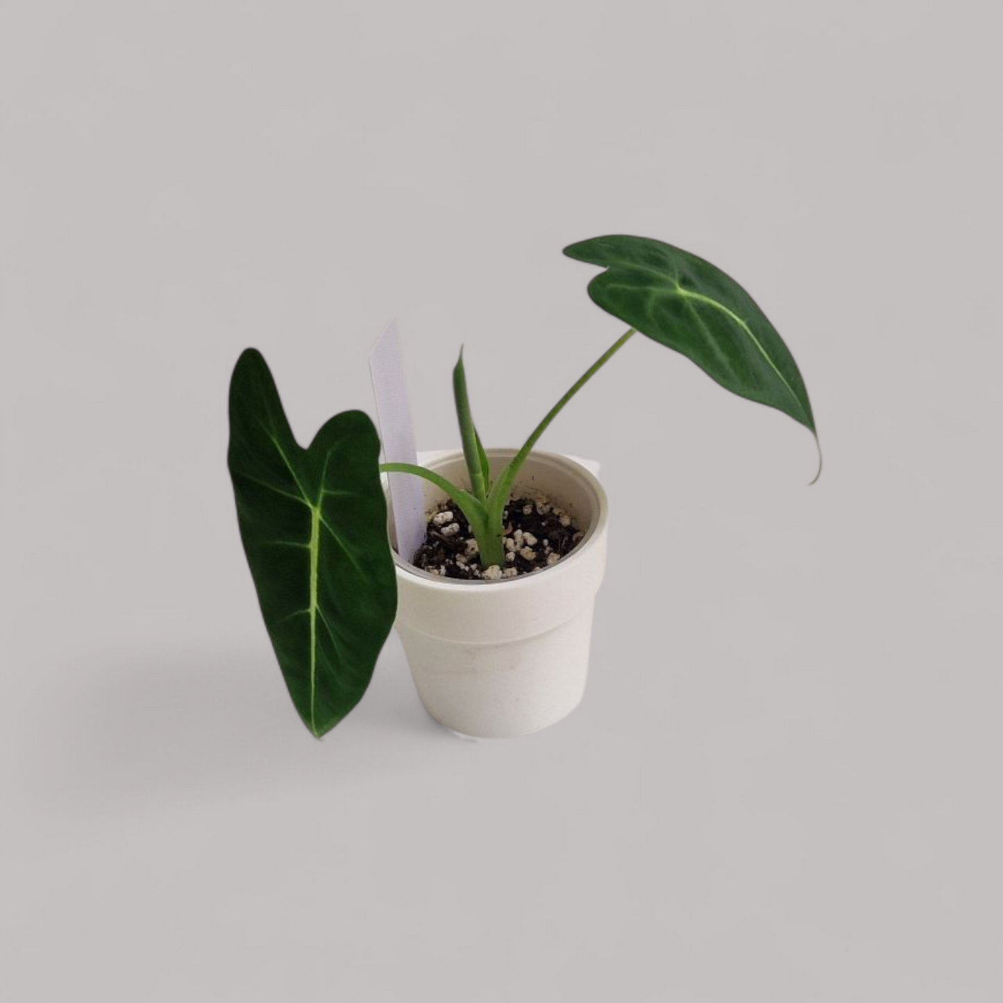 Alocasia Micholitziana 'Frydek'
