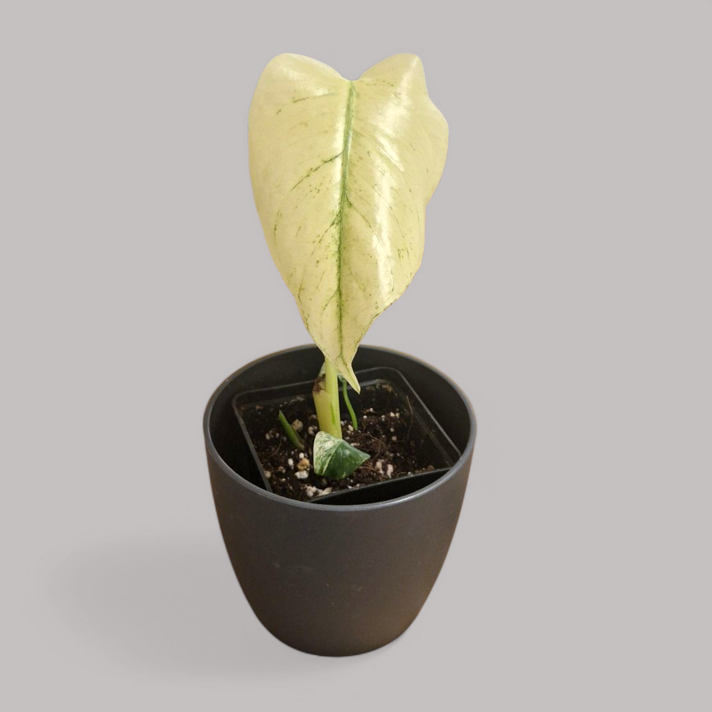 Monstera Deliciosa Mint Variegata