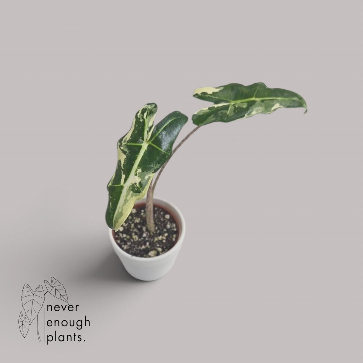 Alocasia Sarian Albo Variegata