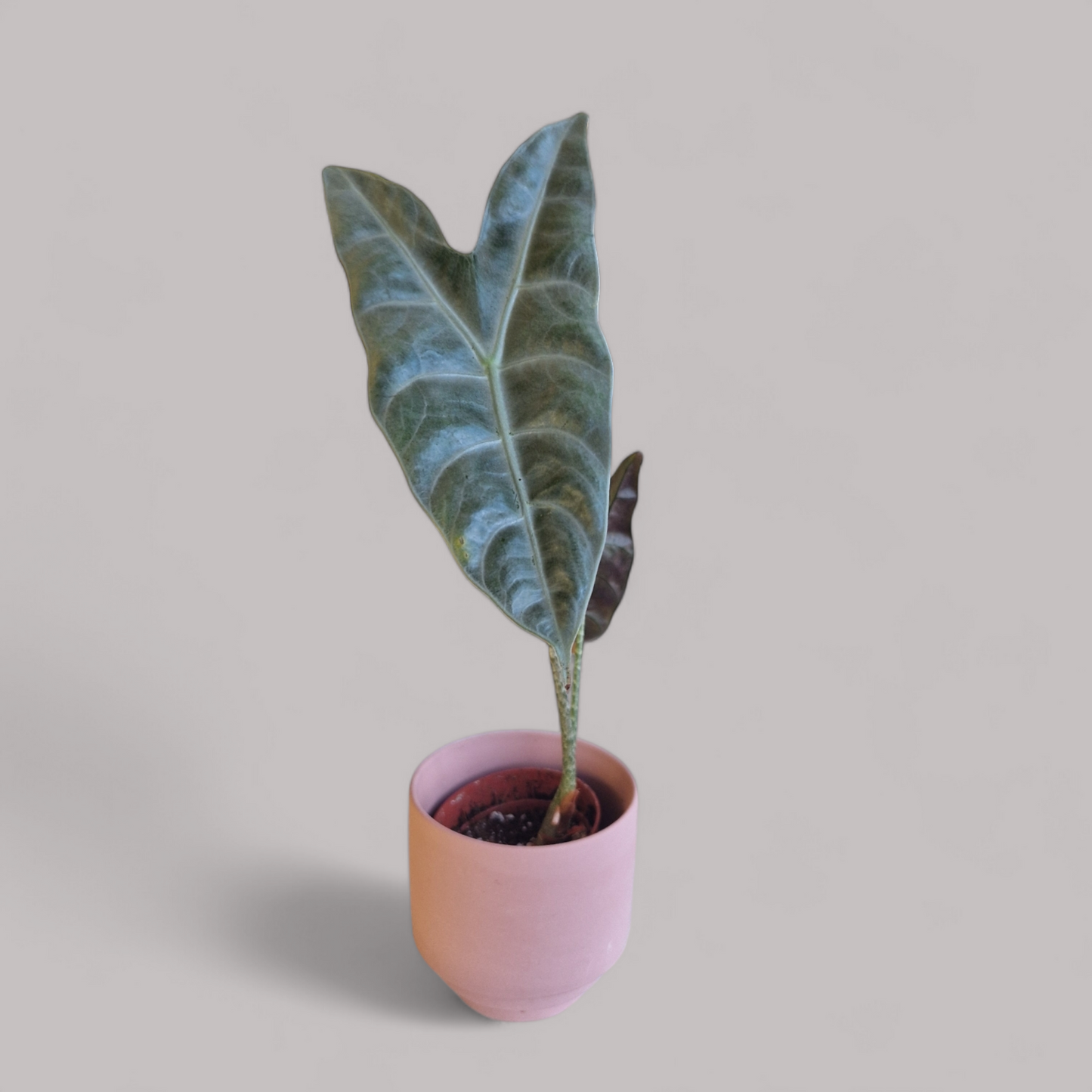 Alocasia Longiloba Silver