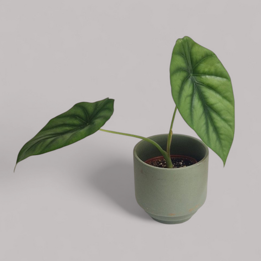 Alocasia 'Green Shield'