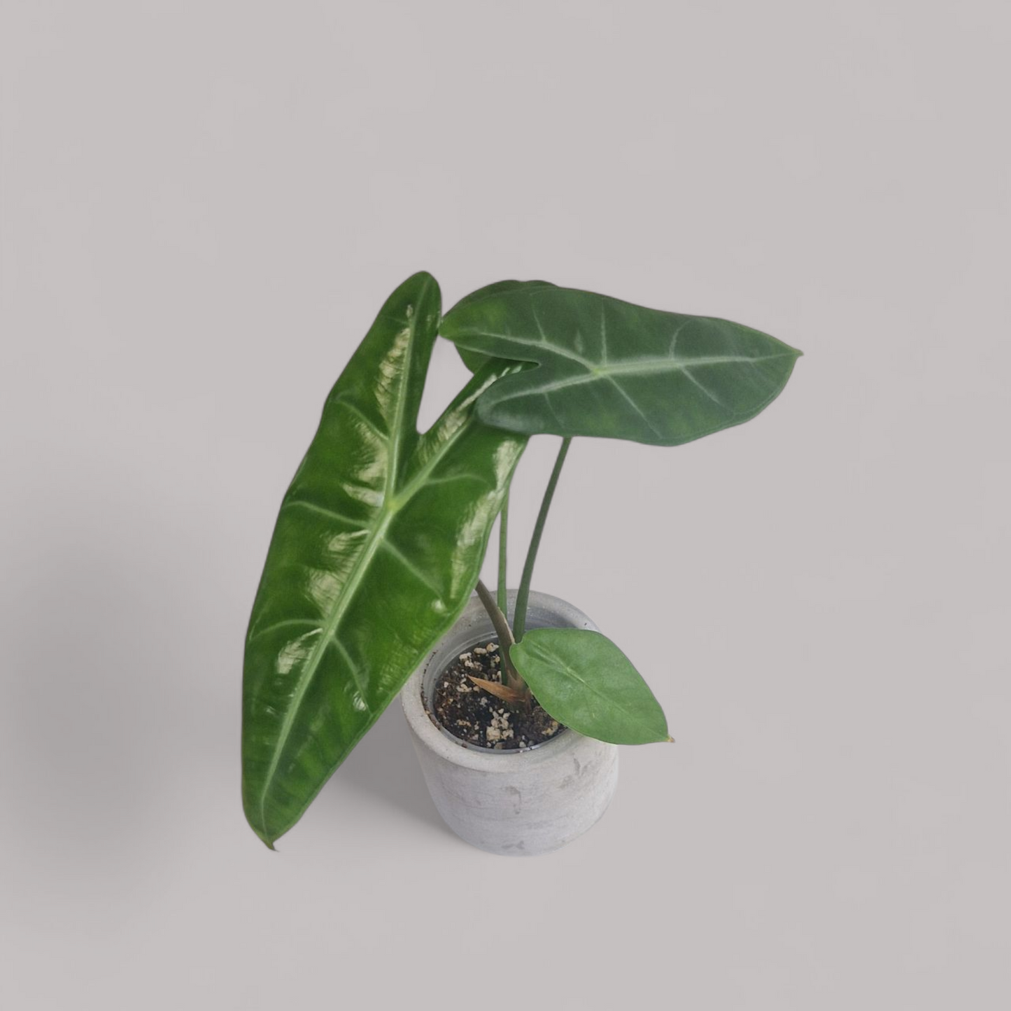 Alocasia Longiloba