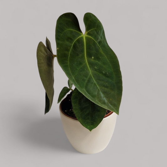 Anthurium papillilaminum