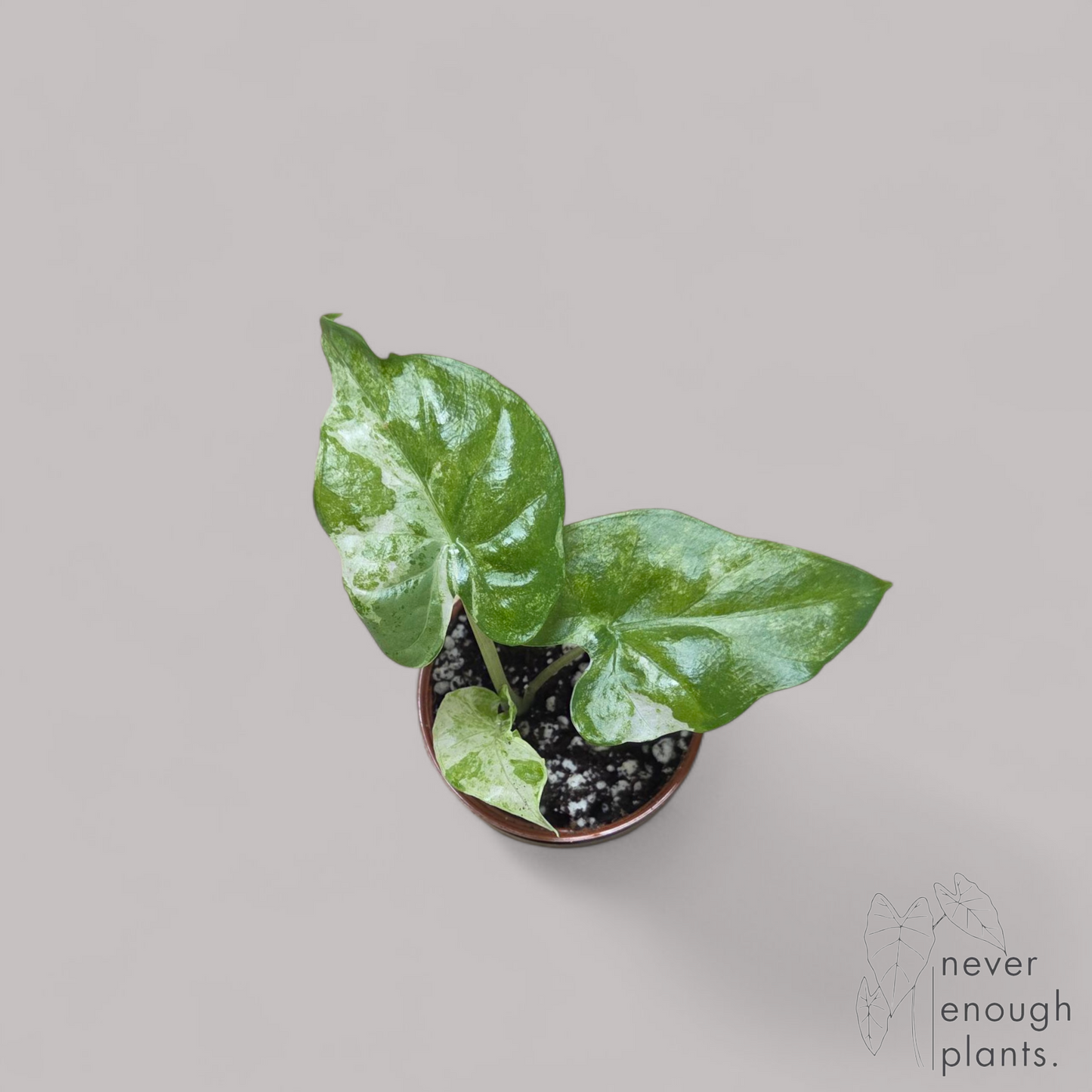 Alocasia Macrorrhiza 'Splash'