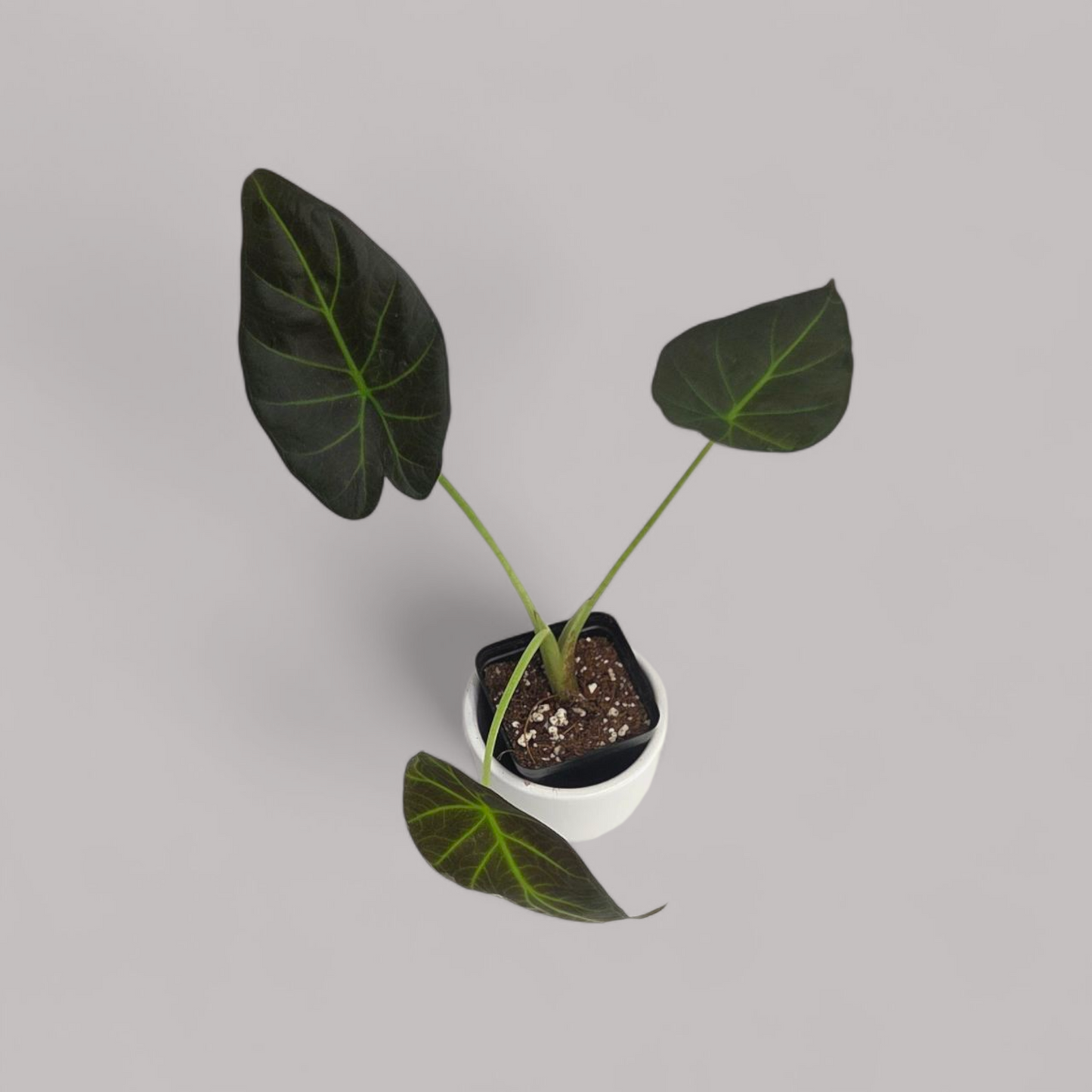 Alocasia 'Regal Shield'