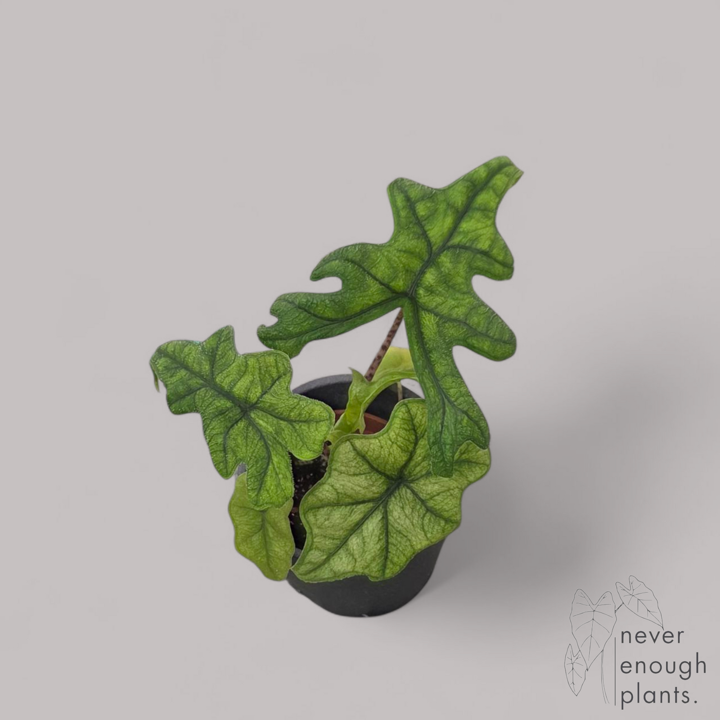 Alocasia 'Jacklyn' ghost mint