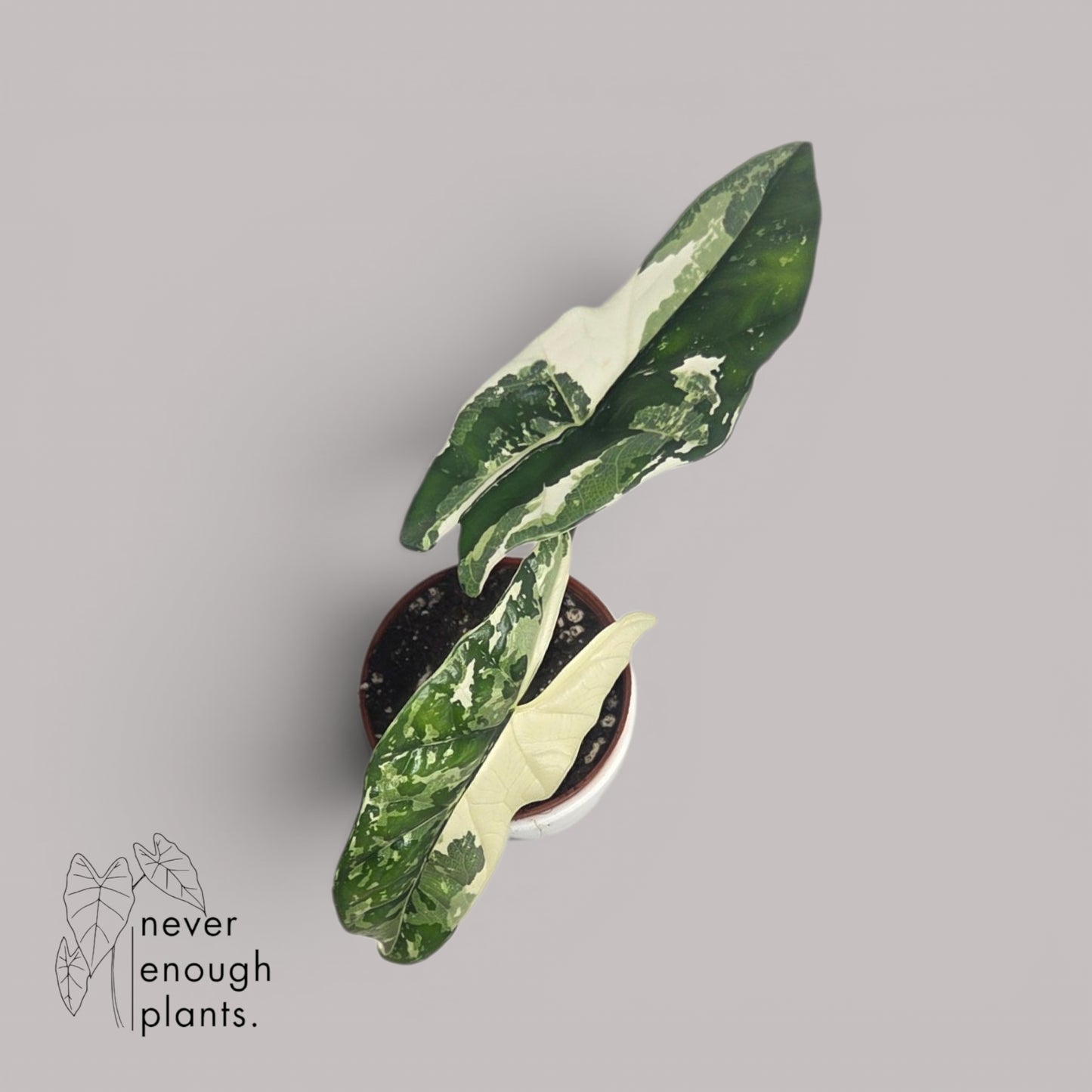 Alocasia Simpo Albo Variegata