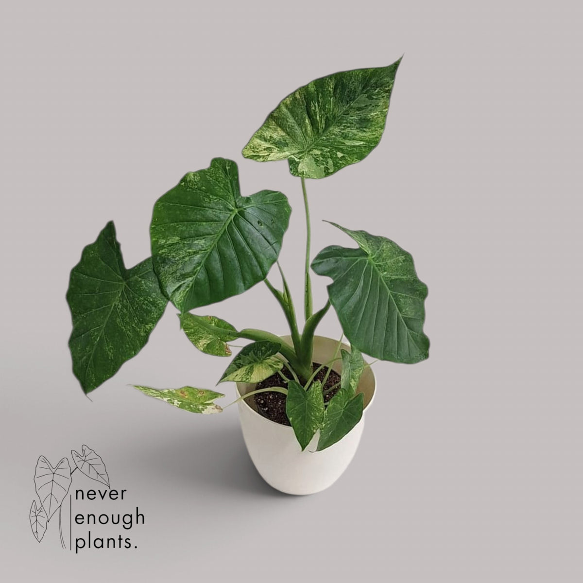 Alocasia Gageana Albo Variegata