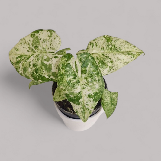 Alocasia odora Batik