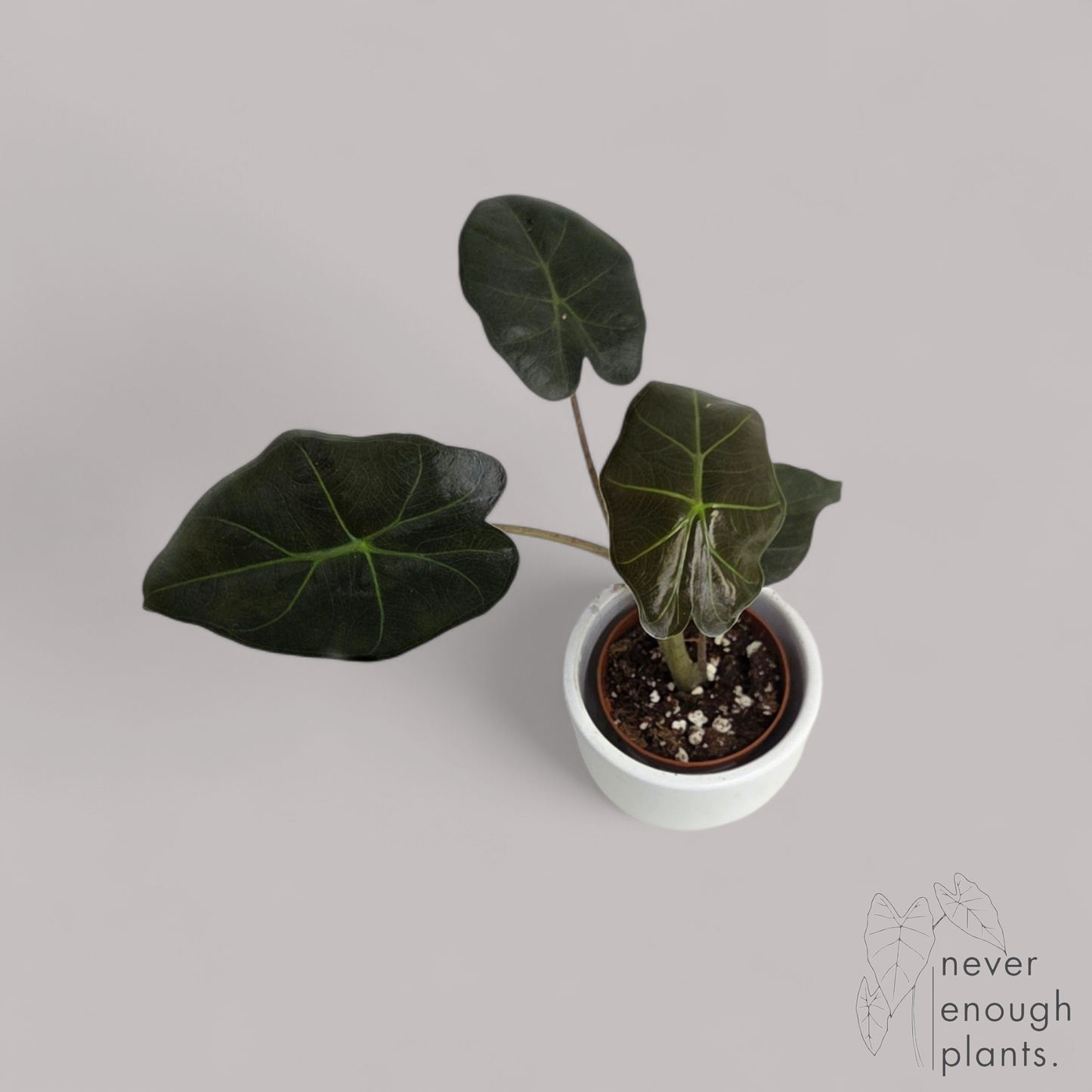 Alocasia Williams / Mayan Mask