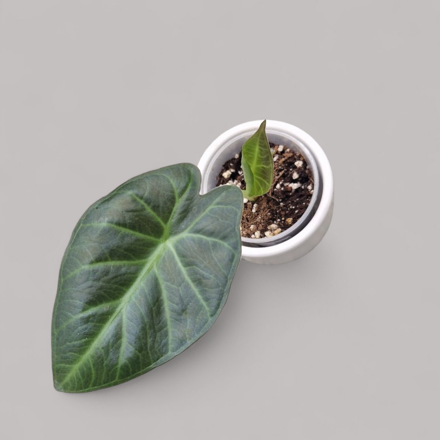 Alocasia 'Regal Shield'