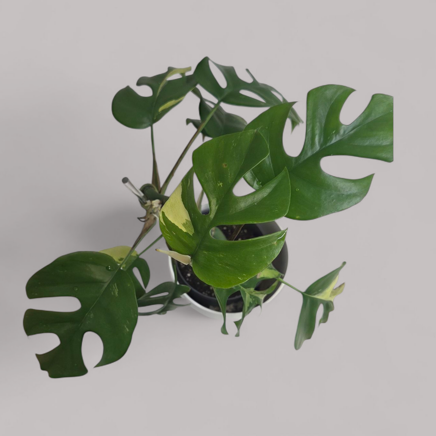 Rhaphidophora tetrasperma Variegata (Monstera minima)