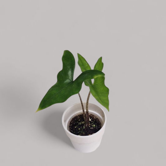 Alocasia 'Batwing'
