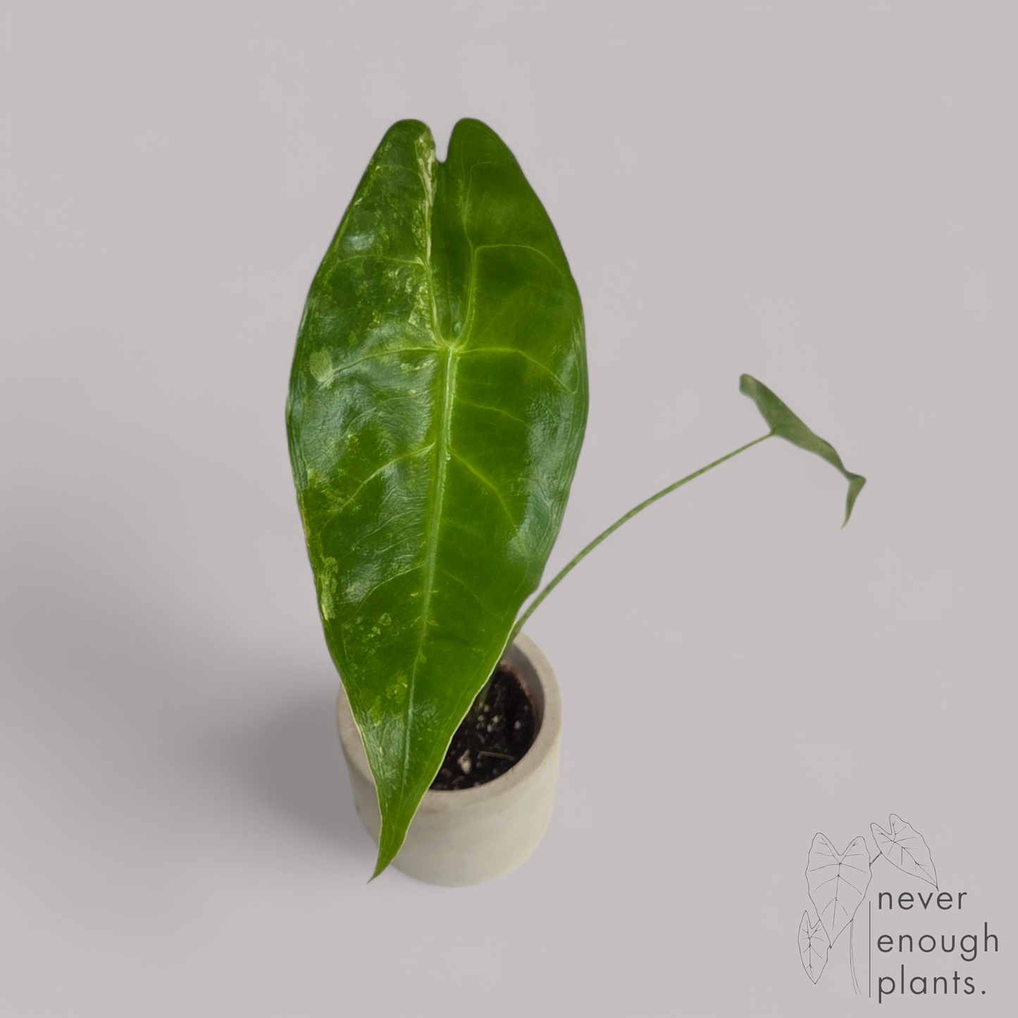 Alocasia Longiloba Aurea Variegata