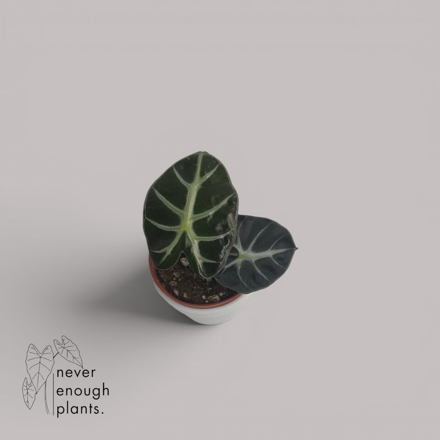 Alocasia Ballon Heart