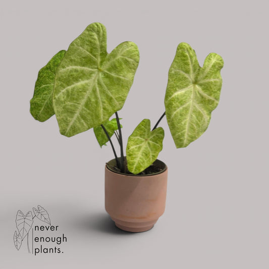 Caladium 'Frog in a Blender