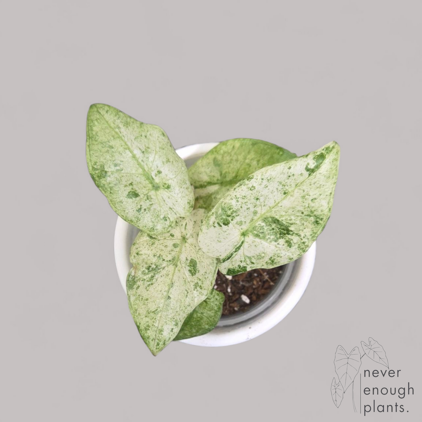 Alocasia Odora 'Batik'