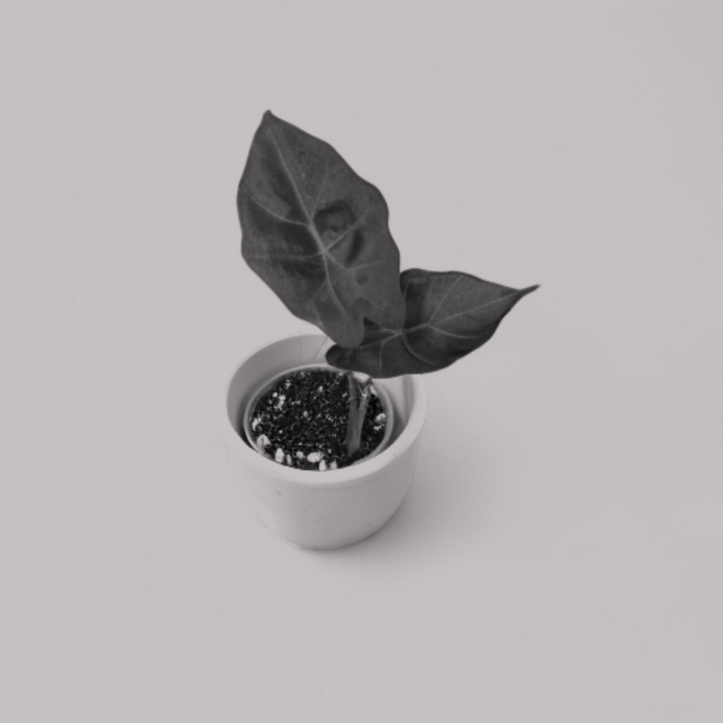 Alocasia Williams