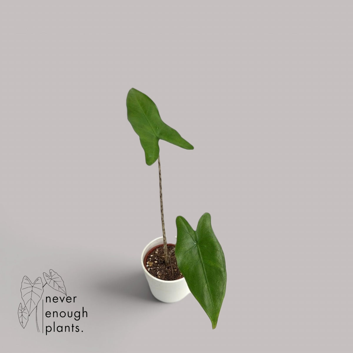 Alocasia Trigina