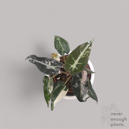 Alocasia Bambino Pink variegata