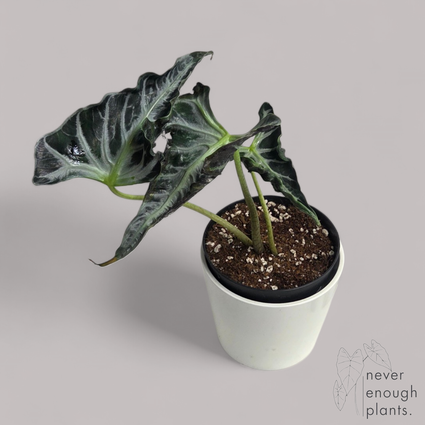 Alocasia Loco