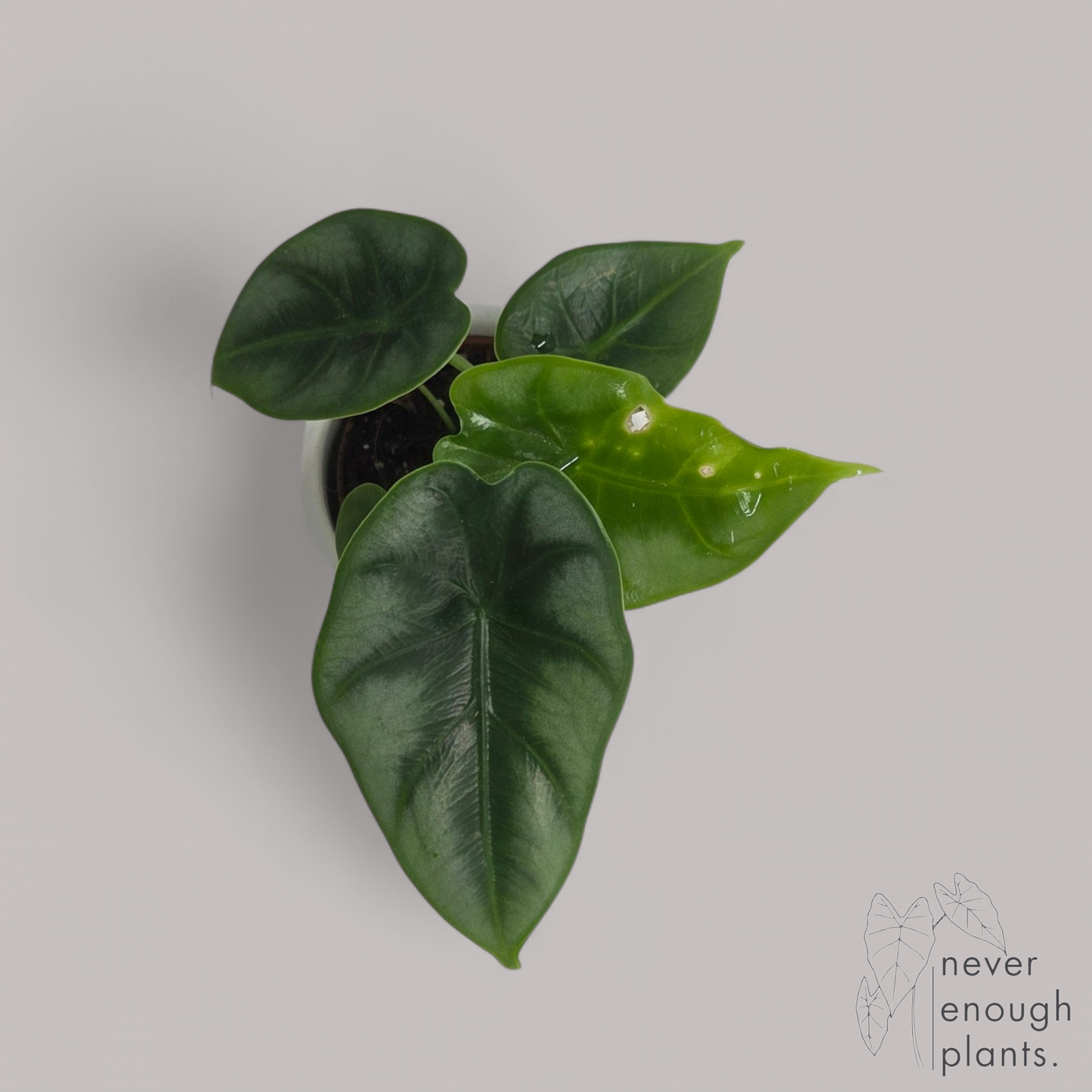 Alocasia 'Reversa'