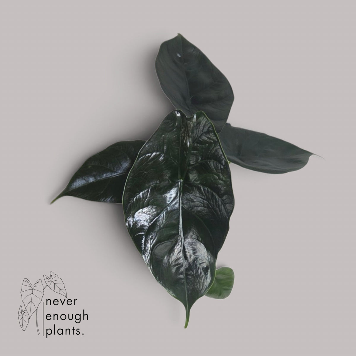 Alocasia Green Unicorn