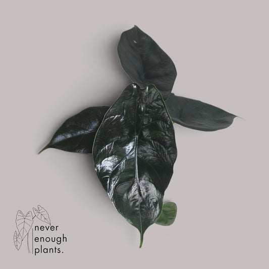 Alocasia Green Unicorn