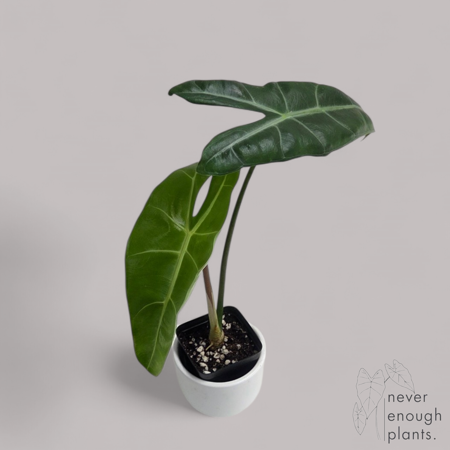 Alocasia Longiloba
