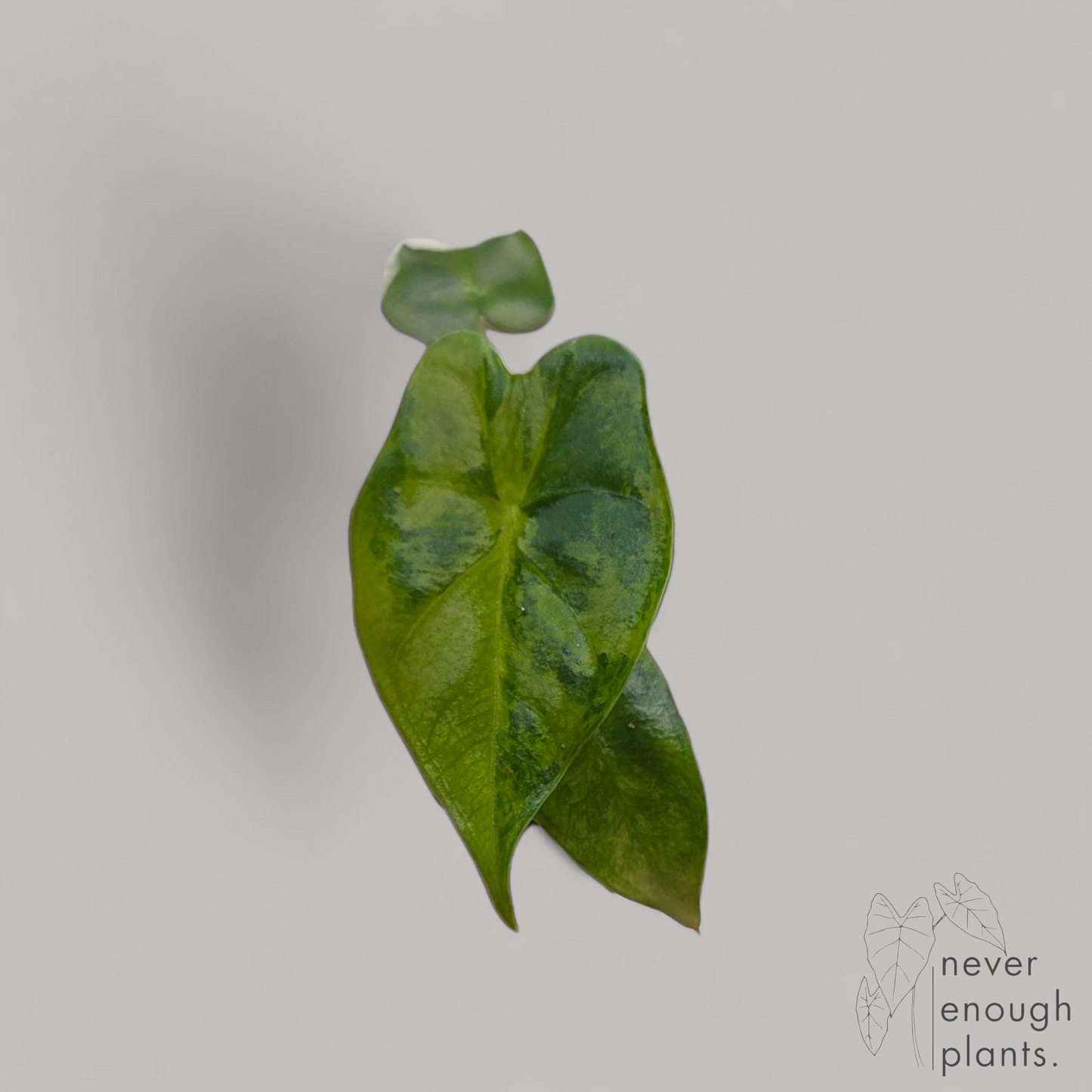 Alocasia 'Frydek' green on green