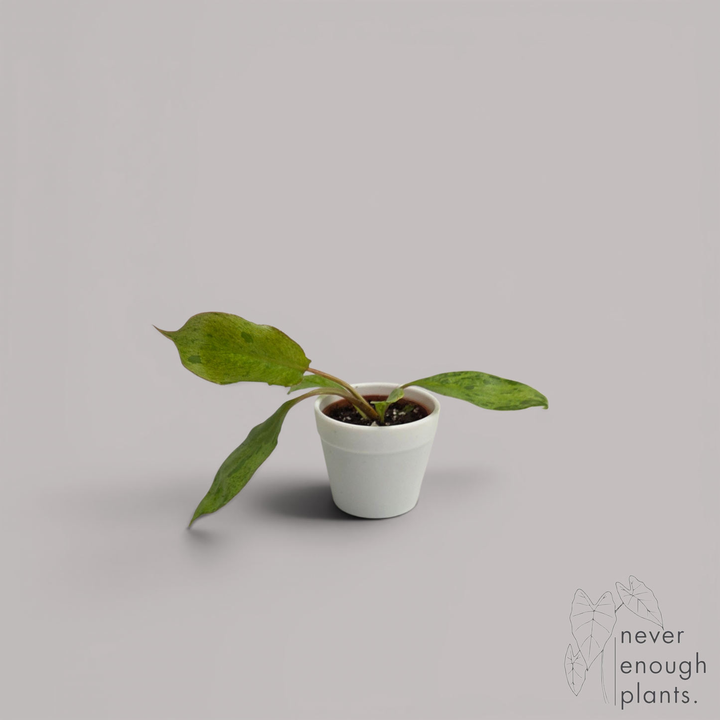 Philodendron 'Paraiso Verde'