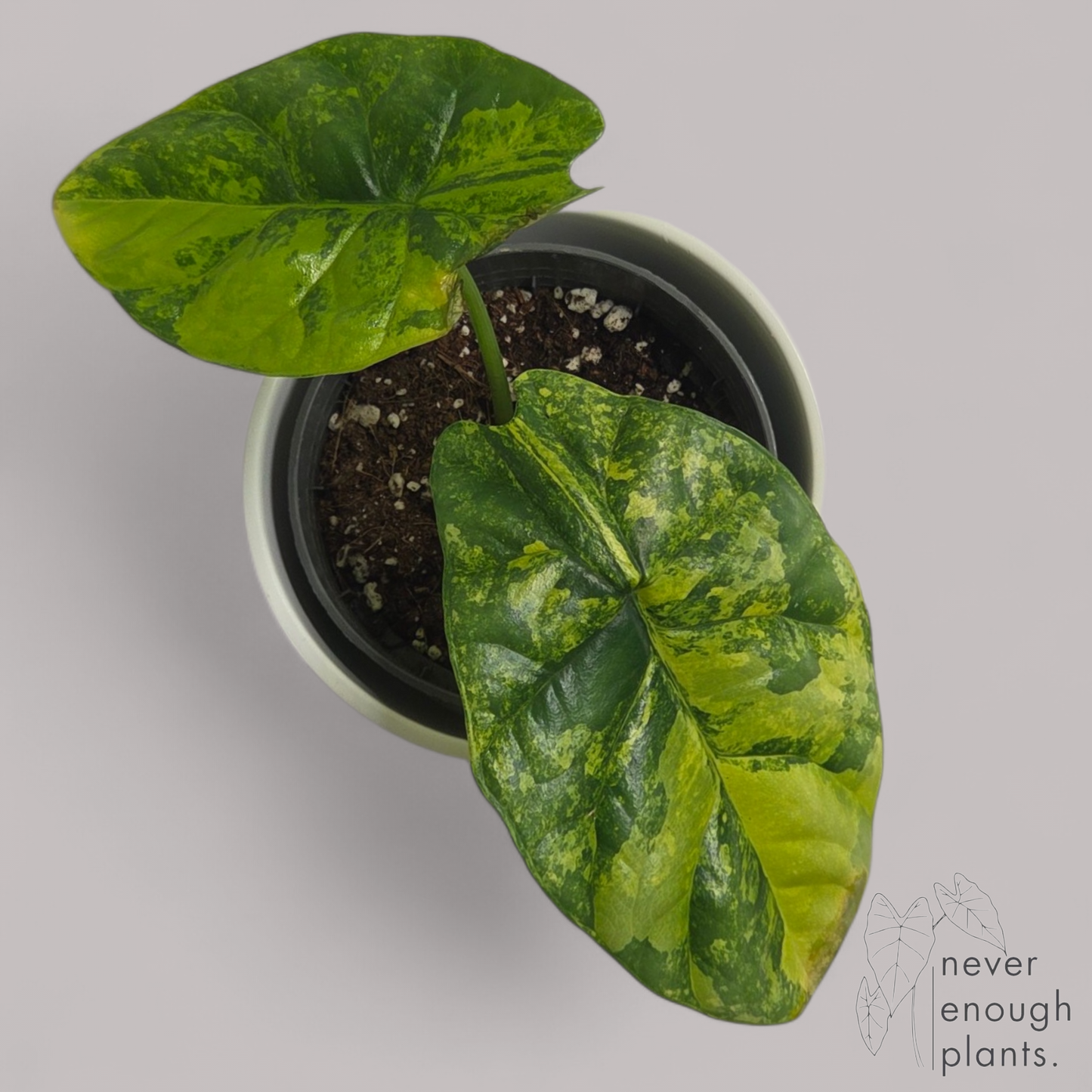 Alocasia Sinuata Aurea Variegata