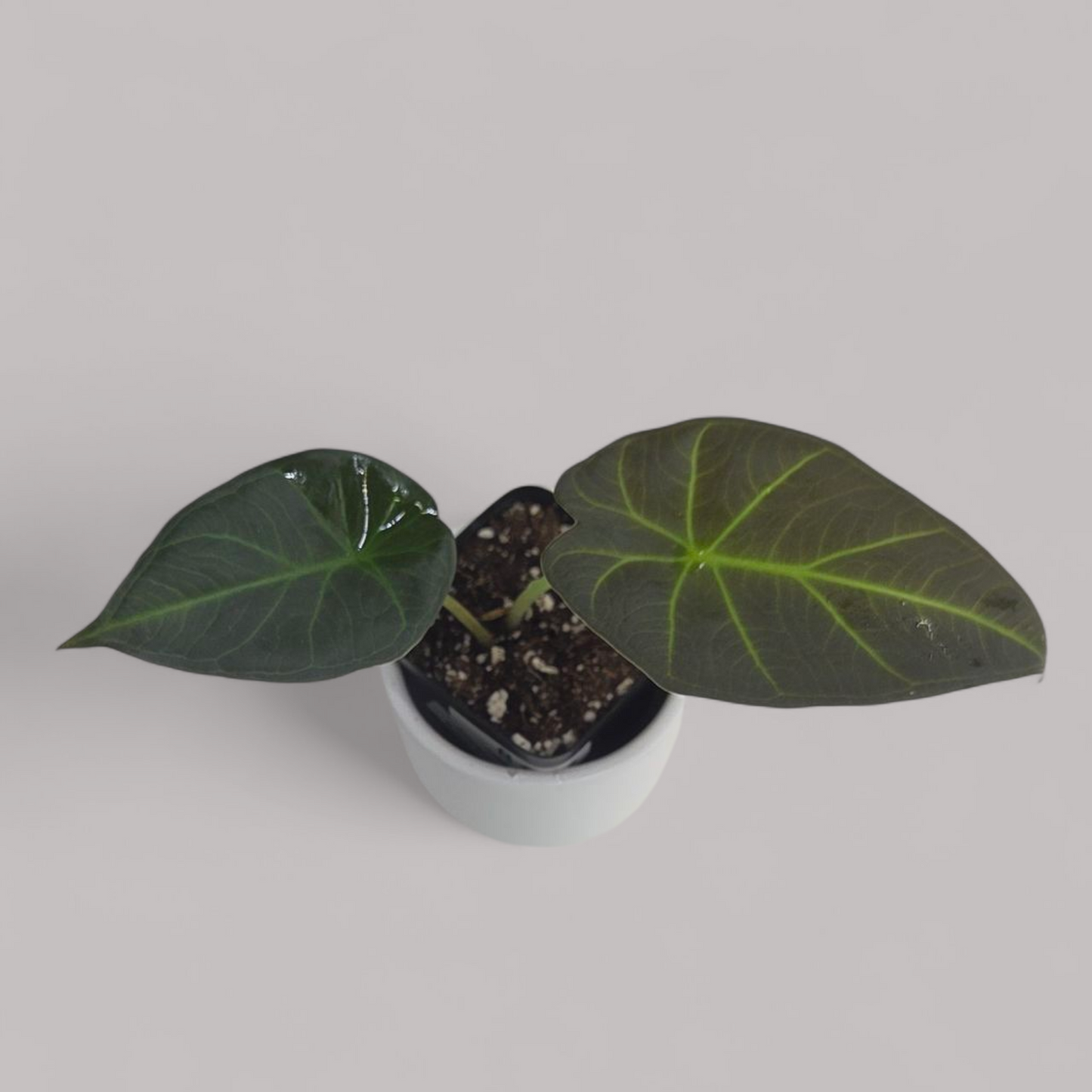 Alocasia 'Regal Shield'