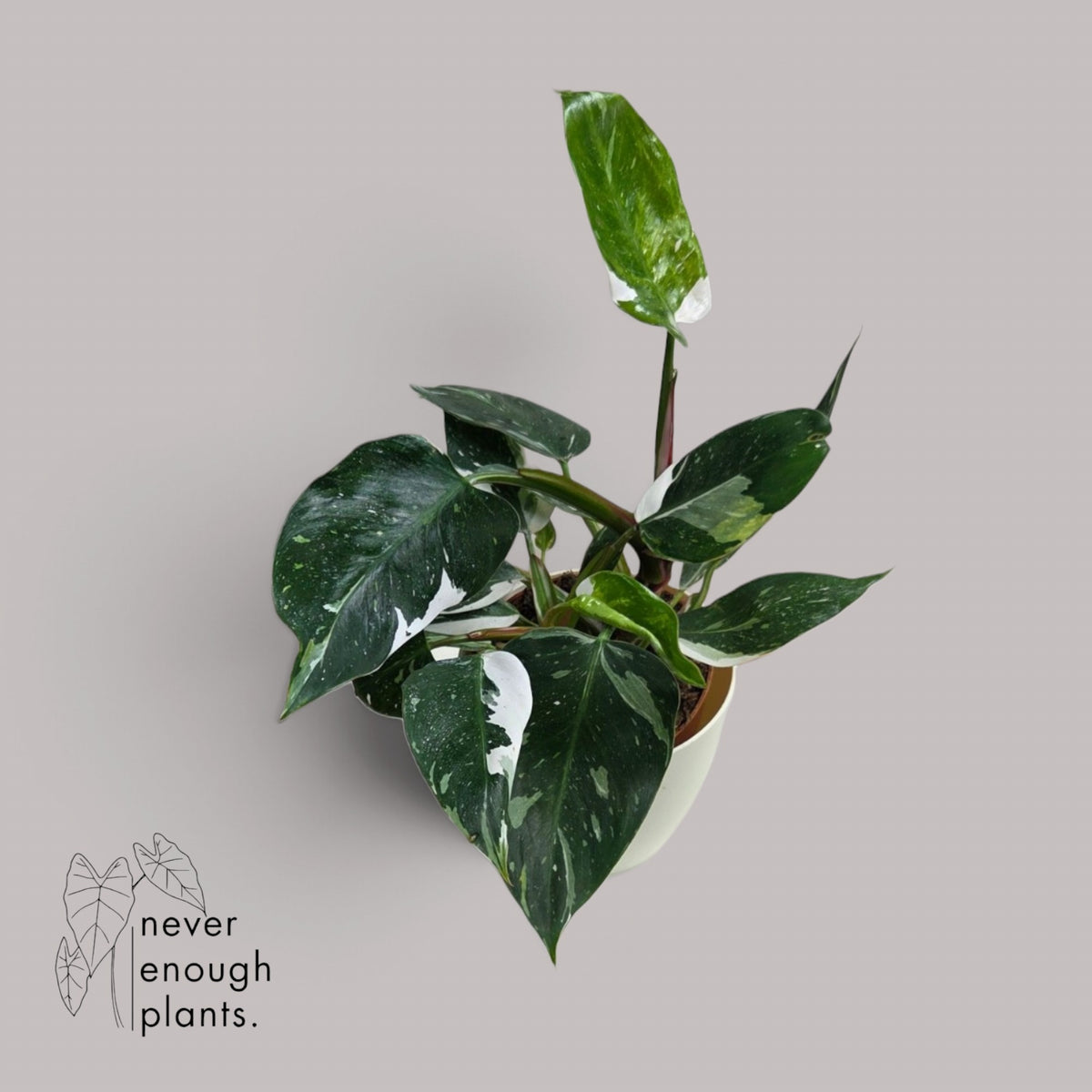 Philodendron Erubescens 'White Princess'