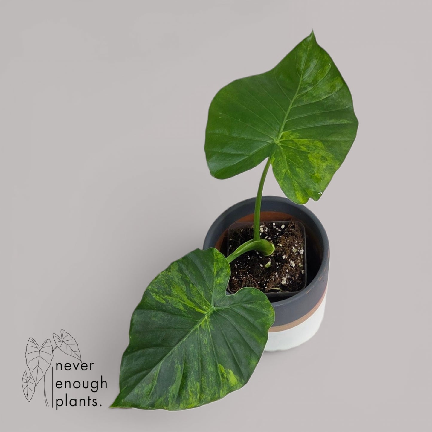 Alocasia Gageana Aurea Variegata