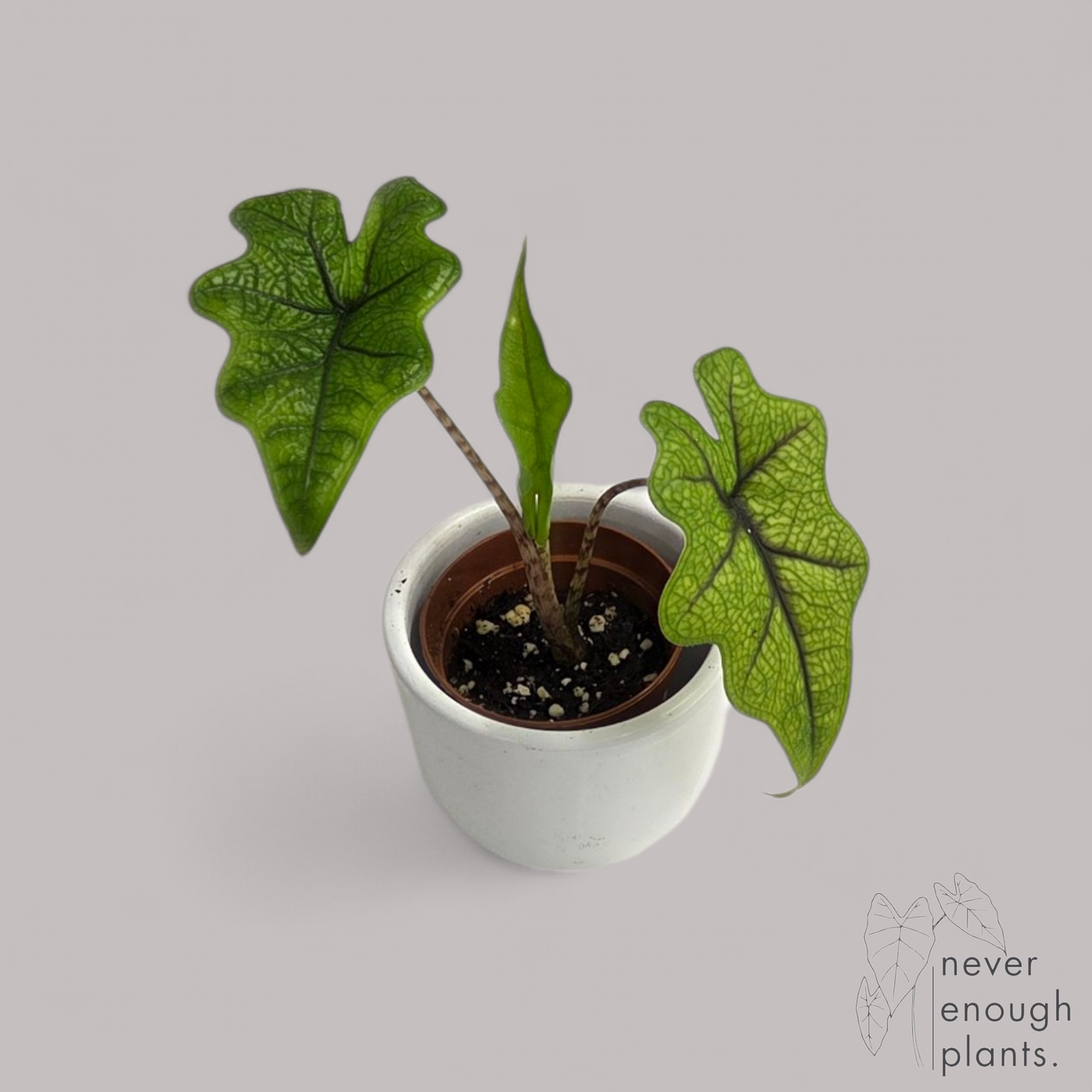 Alocasia 'Jacklyn'