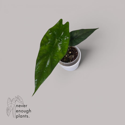 Alocasia Simpo