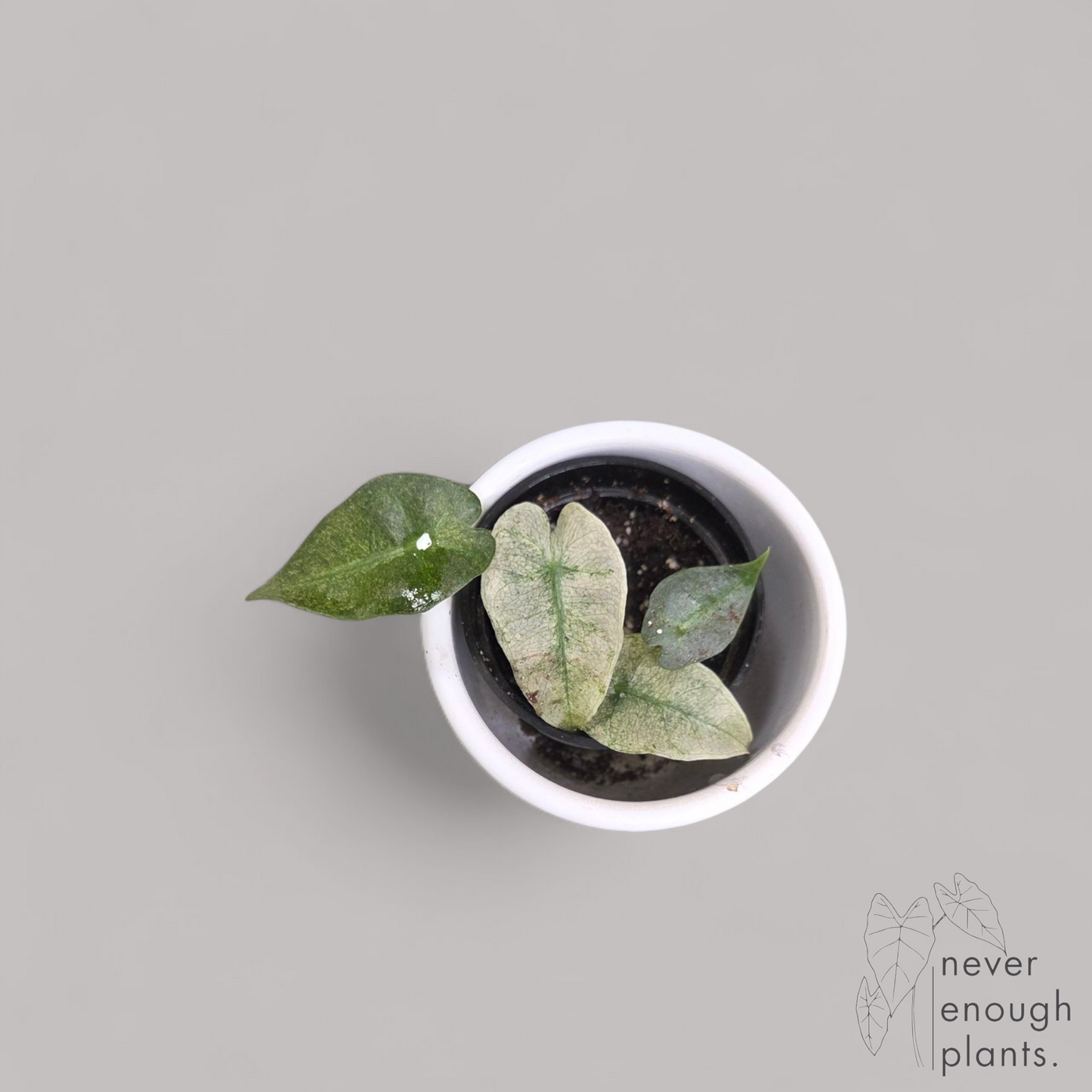 Alocasia Sanderiana Pink Variegata