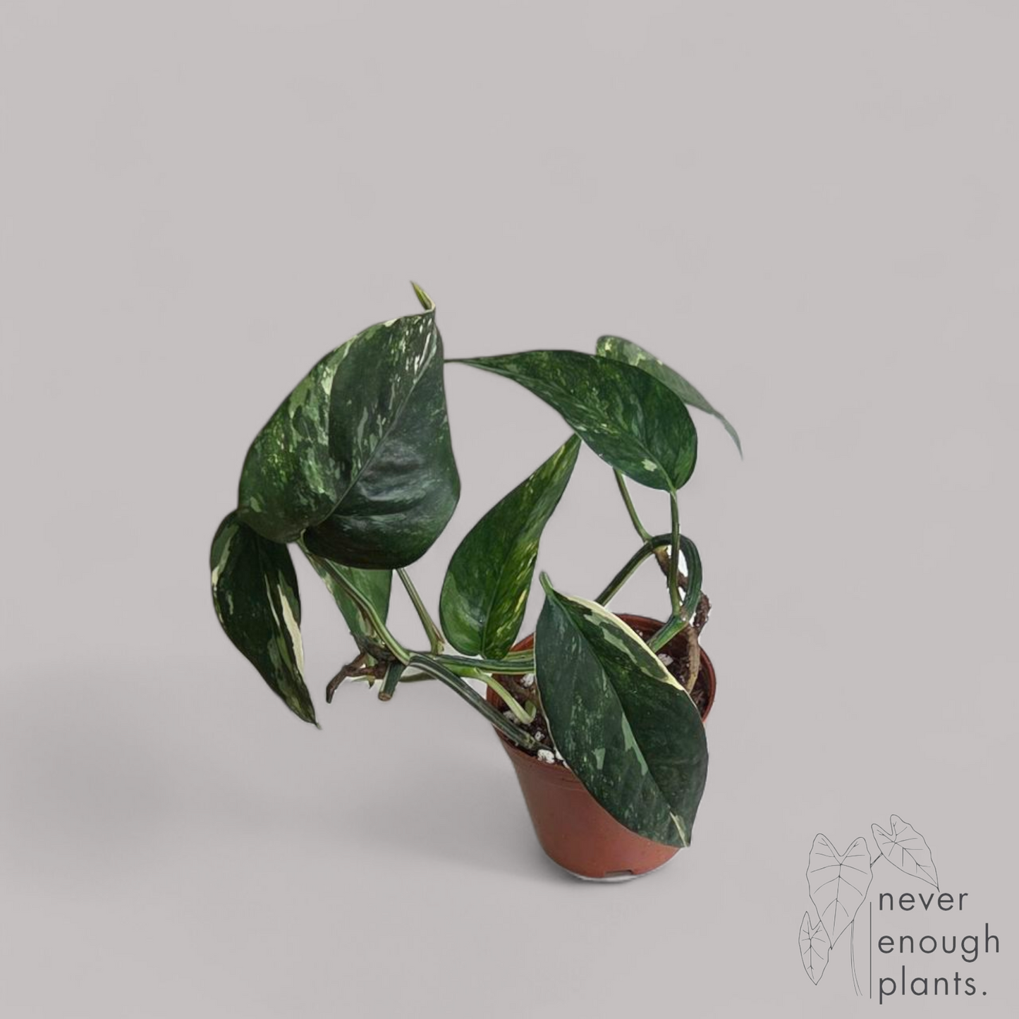 Epipremnum pinnatum albo variegata