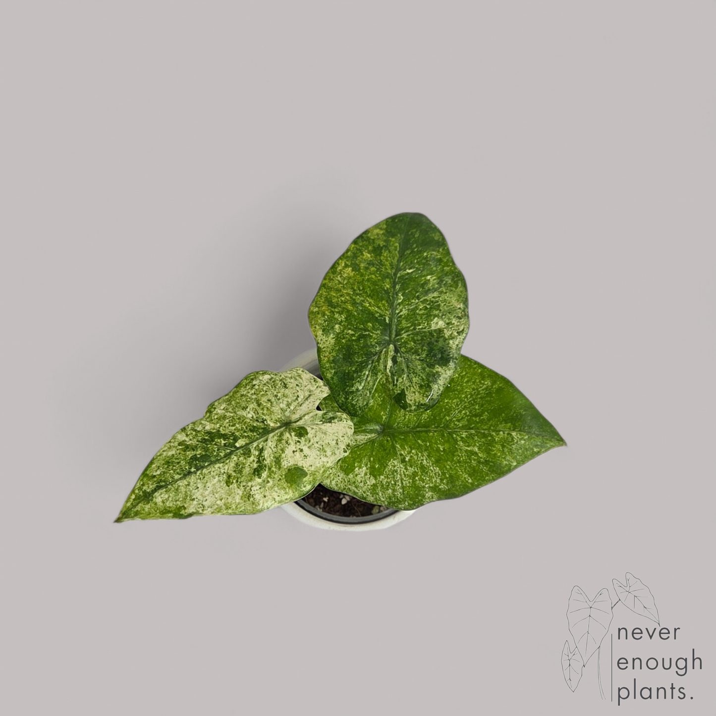 Alocasia Odora 'Batik'