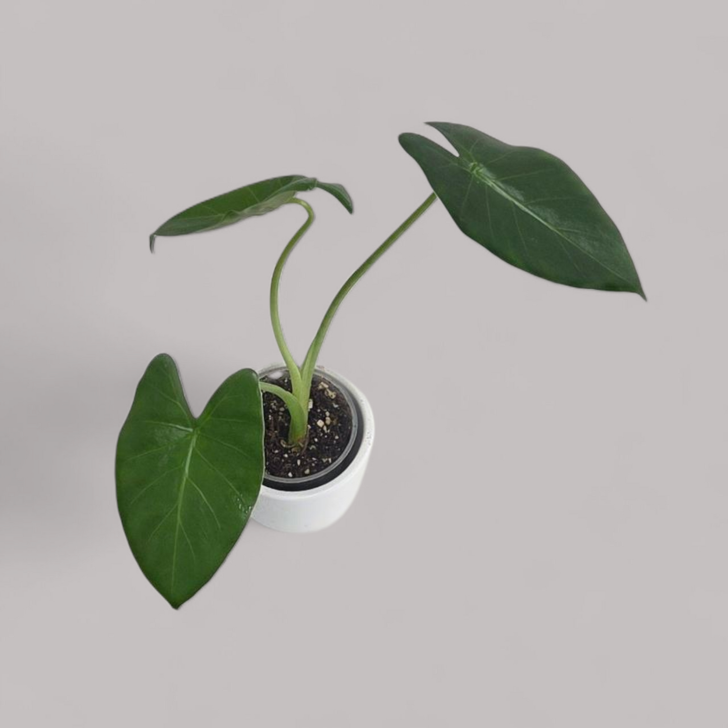 Alocasia Macrorrhiza Albo Vergrünt