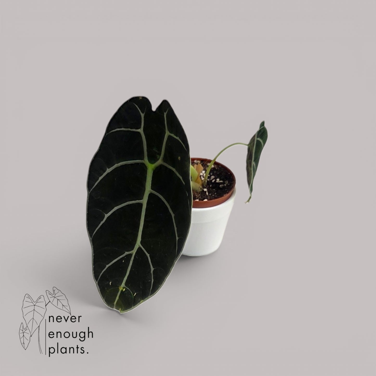 Alocasia Watsoniana